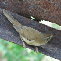 Paddyfield Warbler